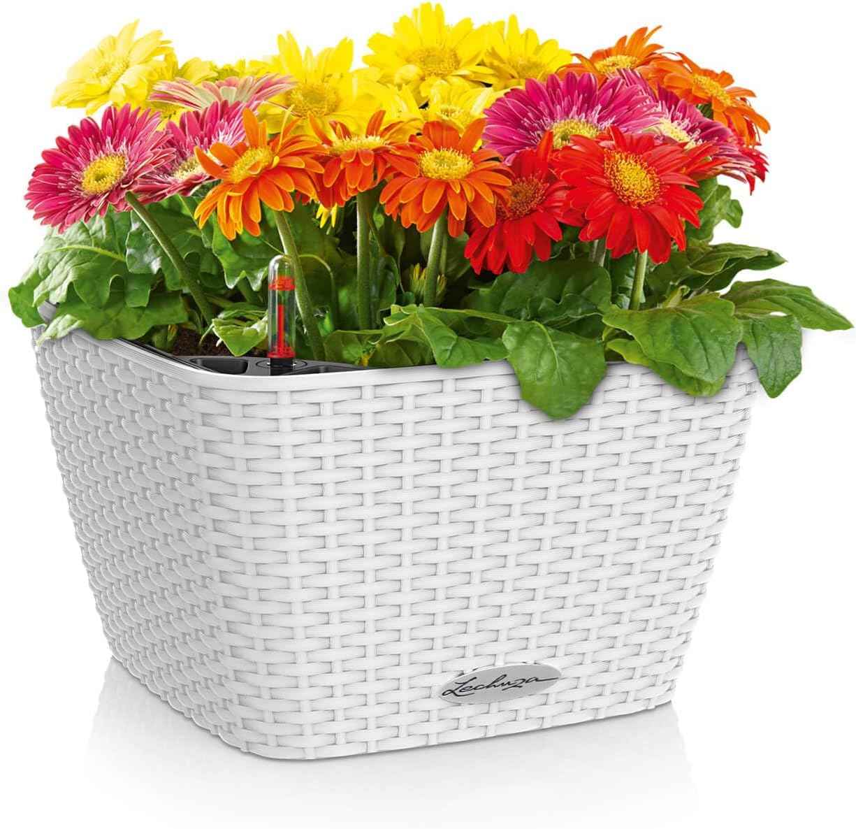 BACINO Cottage White